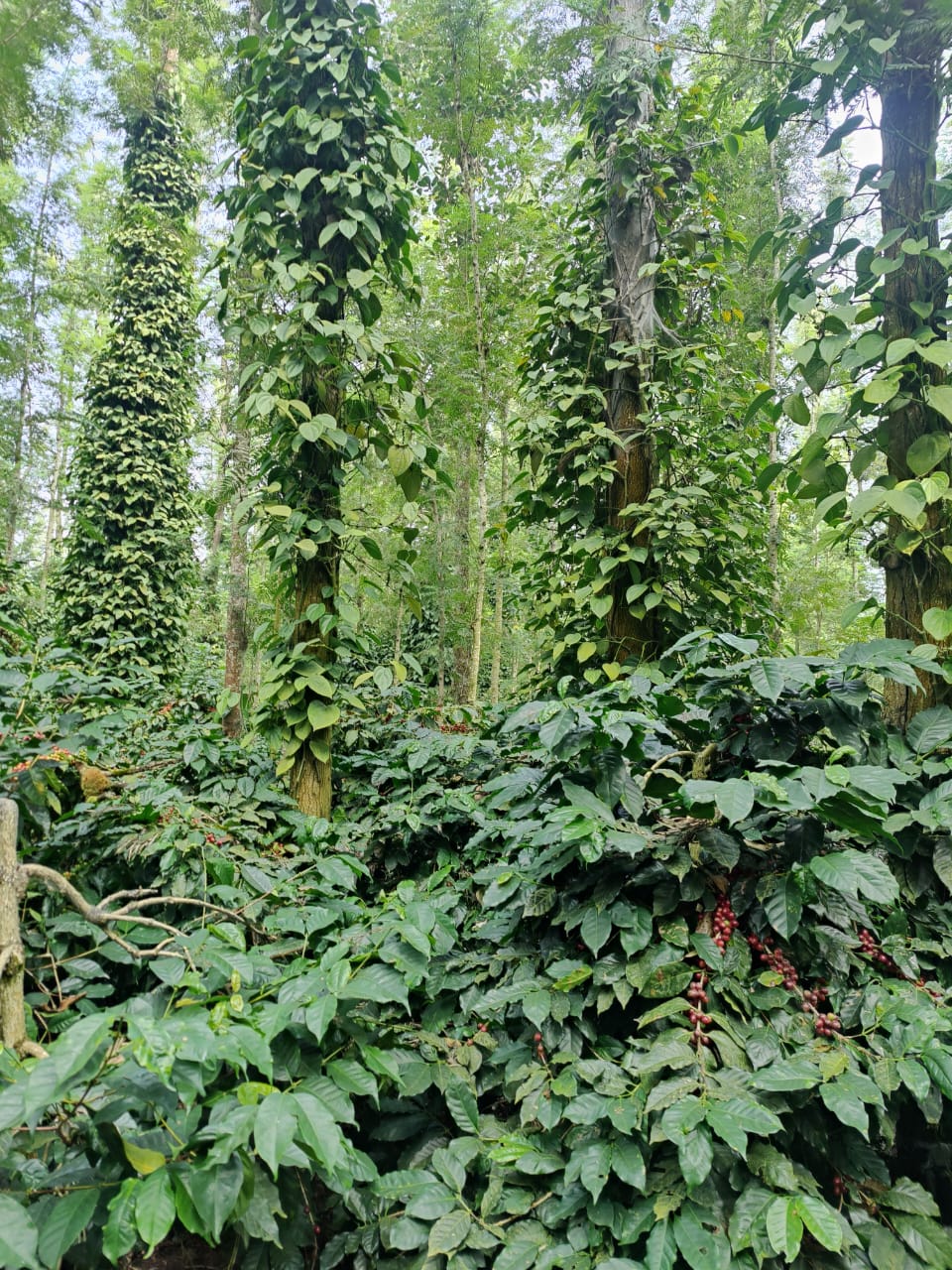 WhatsApp Image 2025 12 25 At 18.36.45 1