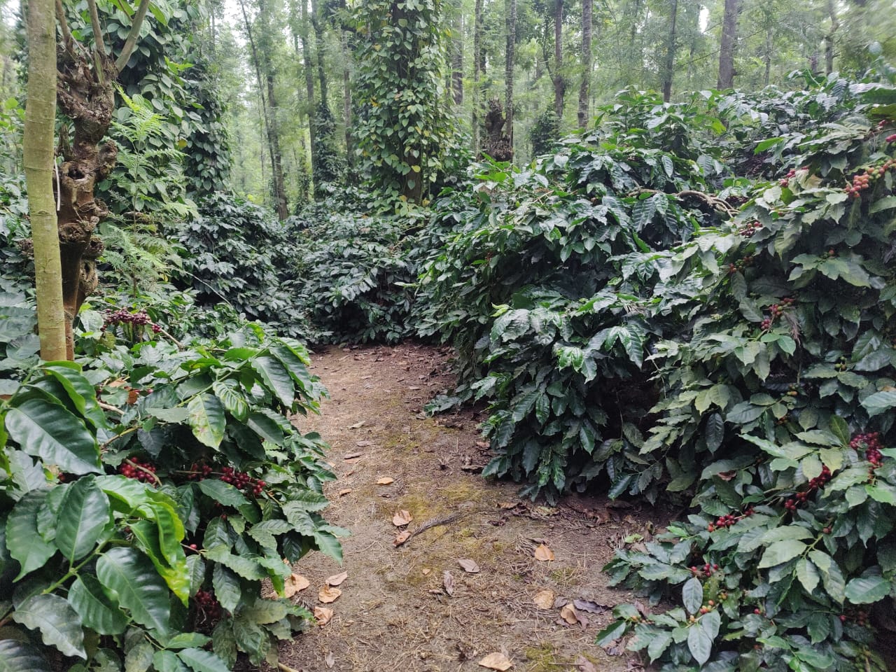 WhatsApp Image 2025 12 25 At 18.36.45