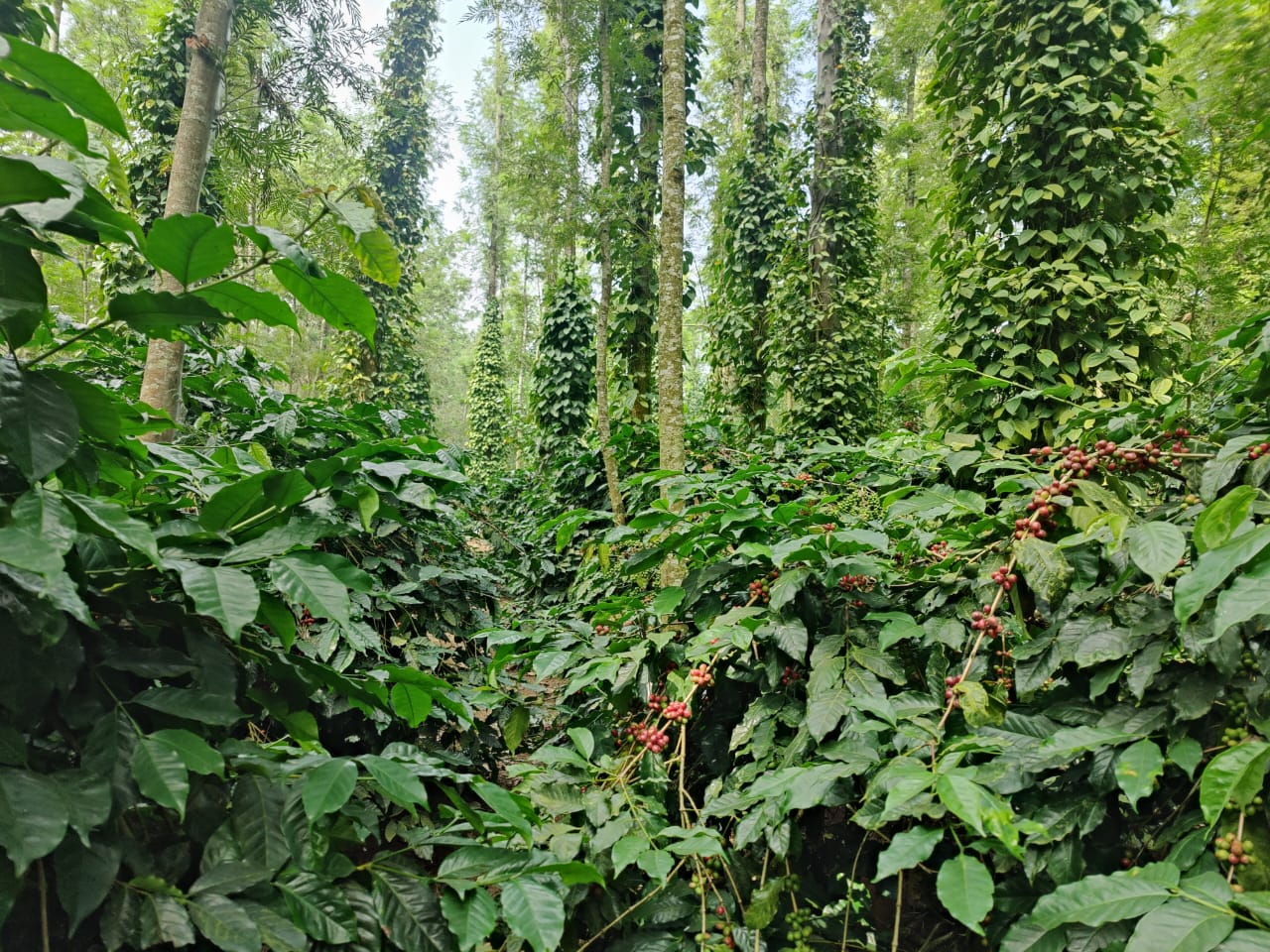 WhatsApp Image 2025 12 25 At 18.36.47