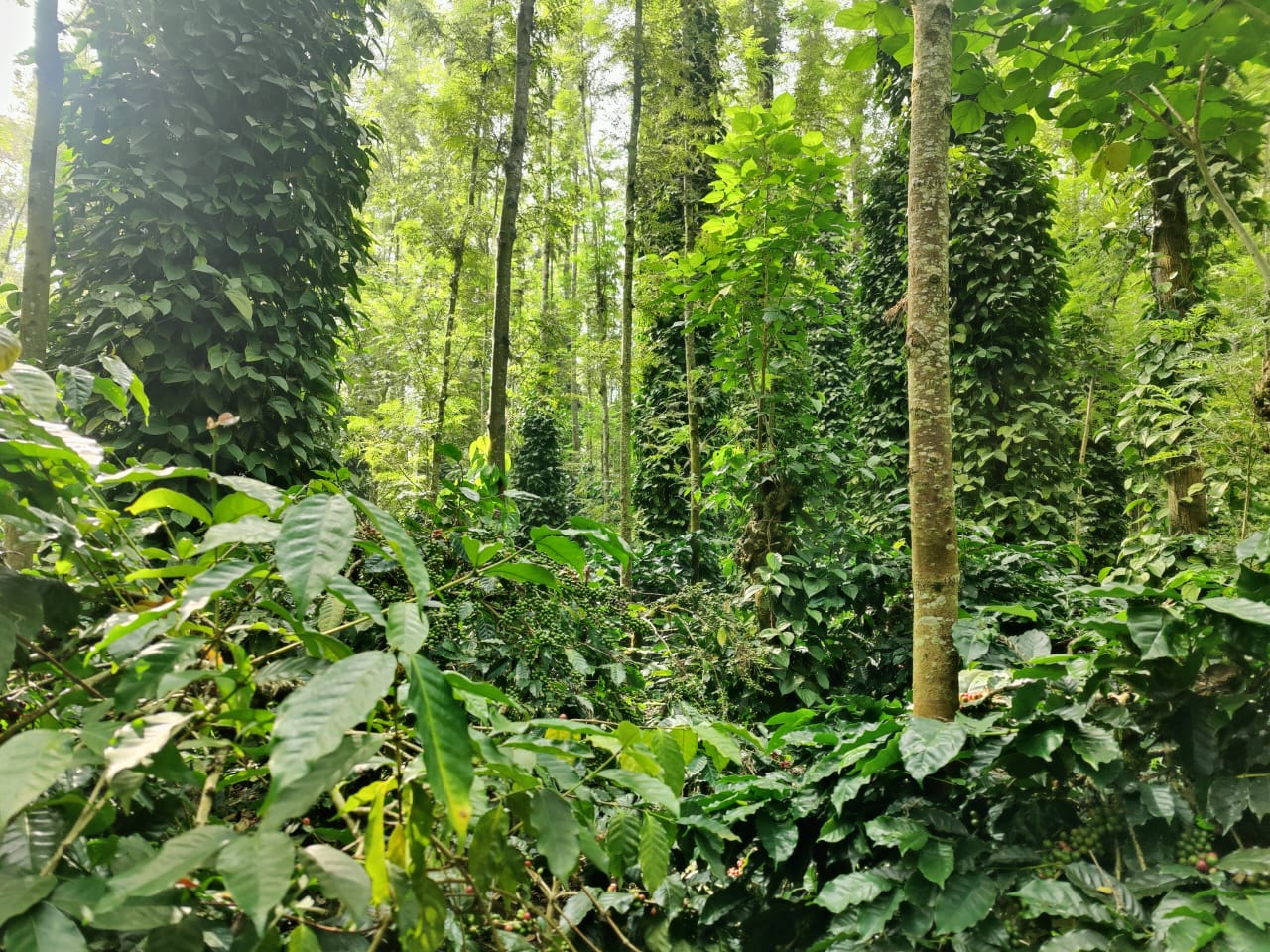 WhatsApp Image 2025 12 25 At 18.36.48