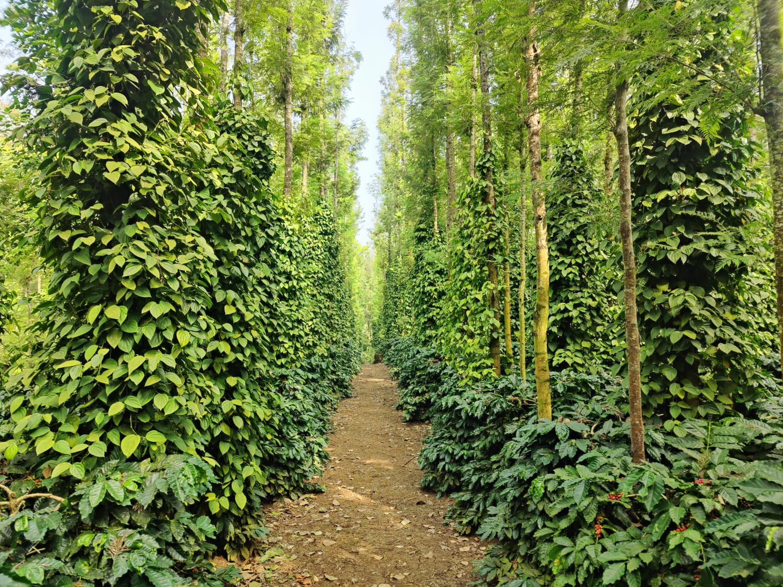 WhatsApp Image 2025 12 25 At 18.36.50 1