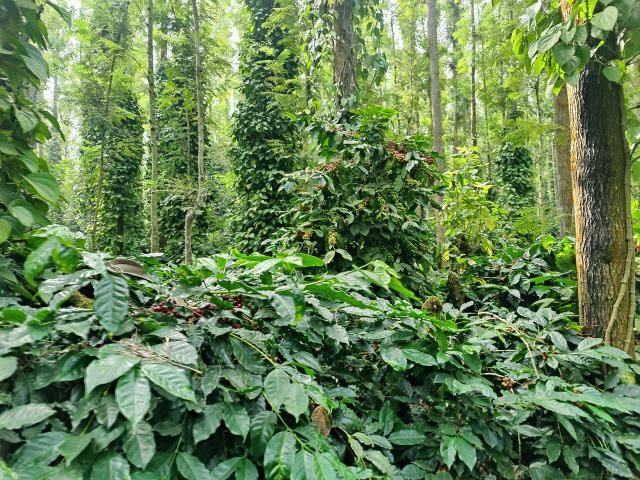 WhatsApp Image 2025 12 25 At 18.36.50